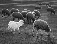 Bárányok között